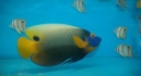 Another beautiful gift of God - I like those ornamental fishes Another beautiful gift of God - I like those ornamental fishes