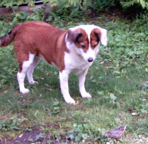 Twix - Twix is a sheltie/beagle cross. Does that make her a sheagle? Or a beltie?