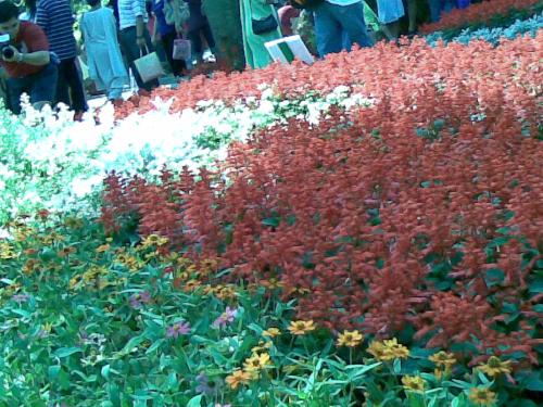 Singapore Flower Show 2007 - Vibrant colors of Flowers put in show at Sentosa, Singapore