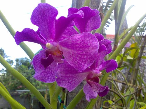Gardening - This is a violet vanda which blooms beautifully in my sister's garden