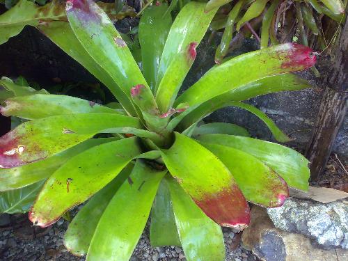 Gardening - This is plant is one of my favorite plants. I have a lot of it in my place.