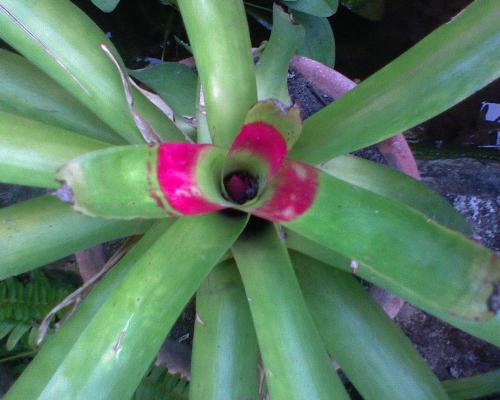 Gardening - This is plant is one of my favorite plants. I have lots of it in my place.