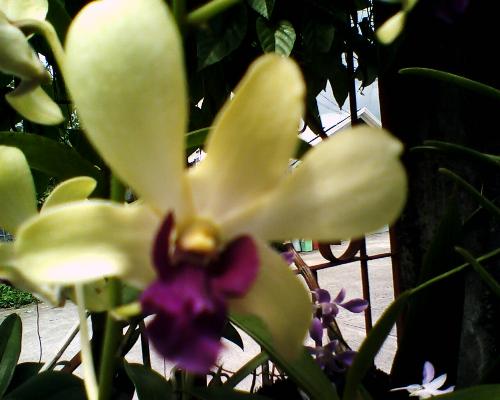 Gardening - A violet and white dendrobium which is one of my favorite flowers in my own garden.