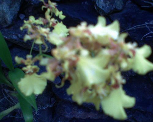 Gardening - An all-year flower found in my garden..