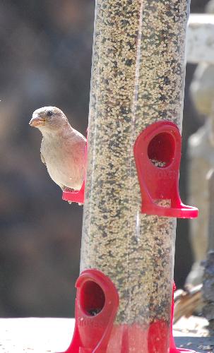 our bird feeder - a little guest