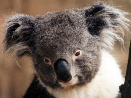 if i were him - sometimes i hope to be a koala, quiet and sweet.
