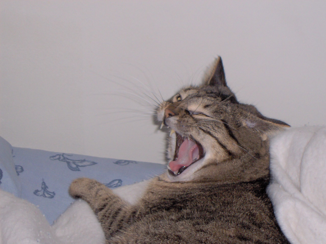 Isabella 'yeah, whatever' - She seems a bit bored