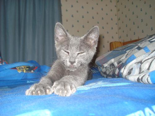 little joey's kitten Lucky - my oldest sons kitten Lucky.