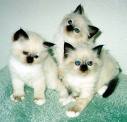 kittens - noekula kittens