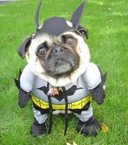 doglover - batdog