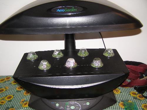 aerogarden herbs - aerogarden set up to grow herbs