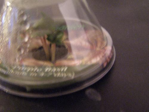purple basil - this is my baby basil in my aerogarden.