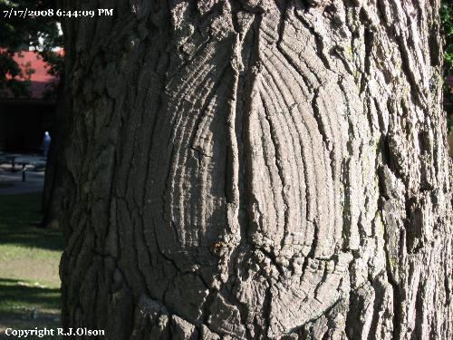 Cool Looking Tree Markings - I loved the looks of the markings on the bark of this tree