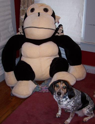 Cassie and the Monkey - Our dog Cassie with the giant carnival monkey.