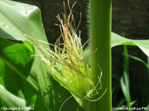 My Corn - There is husk forming finally