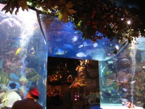 Rainforest Cafe entry - This is one of a few aquariiums in acryllic tubes etc at the Mall of America