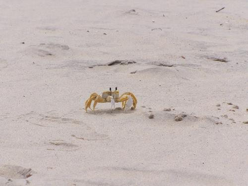 Sand crab - He's a big one!