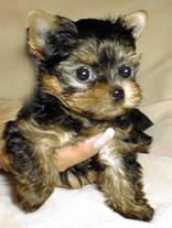 Yorkie - Yorkie