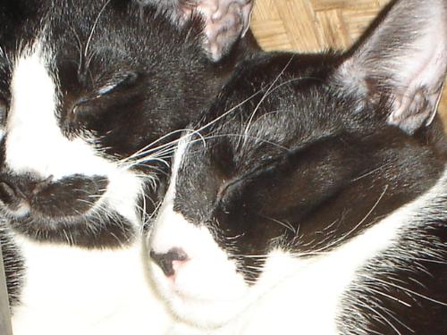 pets - ihave 3 cats. 2adult 1 still a baby. im a spoiler. i dont want to see them dirty. i feed them on time with special food that i can give. no table food for them. i dont allow them to go out. cause they will get dirty. they sleep with me in my bed. so they have to be clean. ilove my pets they are so adorable.