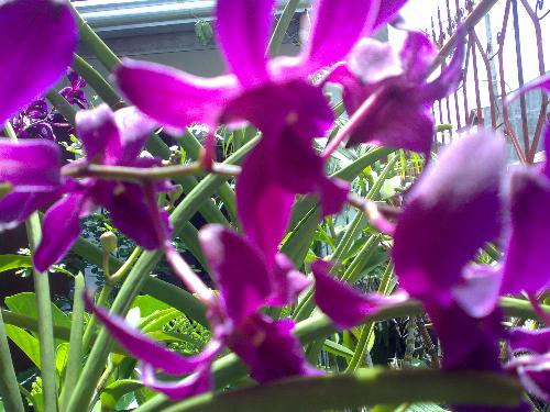 Gardening - A violet dendrobium which rarely flower is my most beatiful orchid in my garden