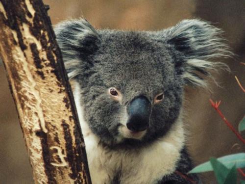 love small animals - baby looking, cute cute cute,