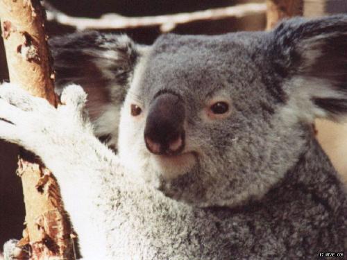 sweet baby bear - love me, don't destroy my home, humans!