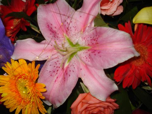 Flower - A pink stargazer!
