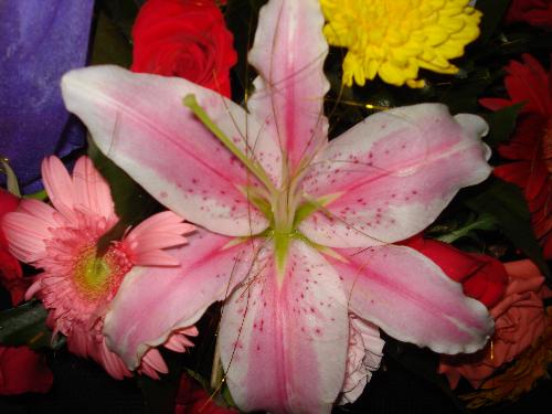 Flower - A pink stargazer!