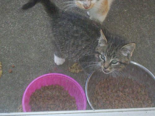 Stay Kitty - This is one of the strays that I feel