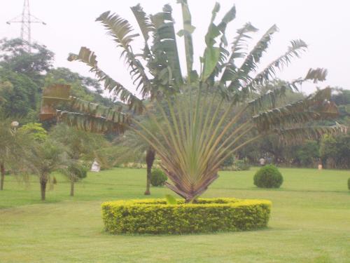 tree in the park - This tree is asthetically beautiful and contribute to beauty of nature