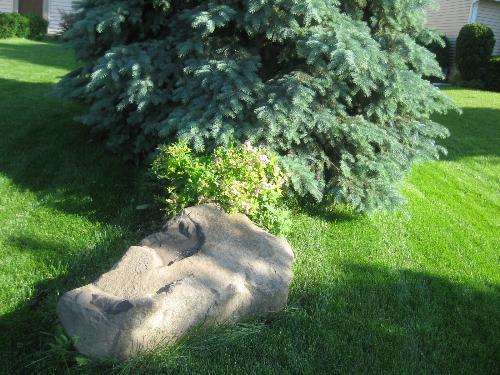 Tree and Rock on lawn - Tree, rock, lawn