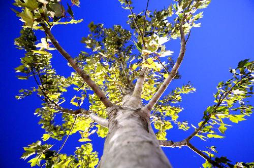 Wide Angle Tree - I took this photo using a 10-20mm lens on a Nikon D300.
