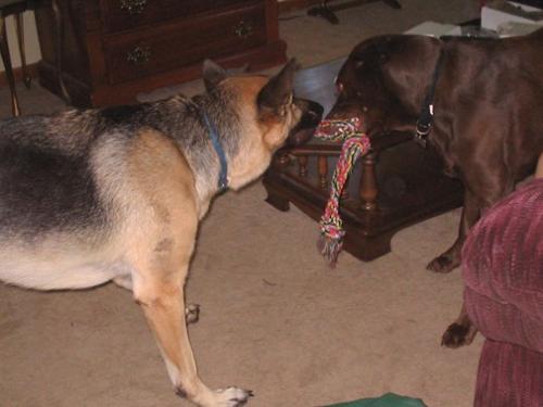 Gunner and Cocoa - Gunner playing tug o' war with his 'cousin' Cocoa. They could do this for hours.