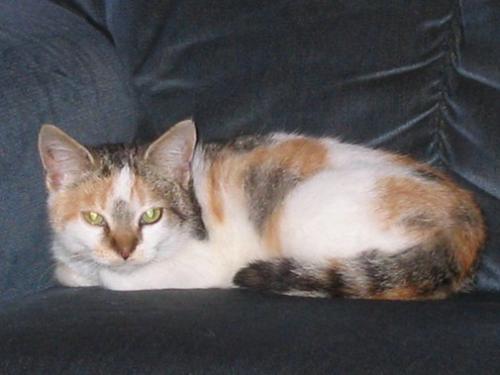 Shirley - Another picture of Shirley, one of the female kittens that wandered in and adopted us. It's hard to remember her this little.