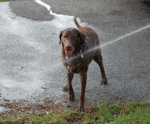 playin in the water - tinker loves the water hose