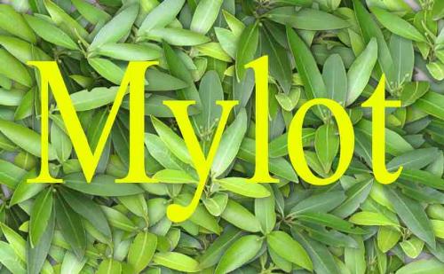 Mylot - Mylot art made with Corel Painter.