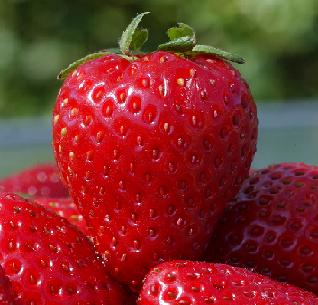 Strawberries - Ripe tempting strawberries....