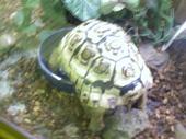 Snow Leopard tortoise - This is my rare tortoise ....turtle power