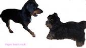 I luv my Doxie!! - I love my baby !!!!!