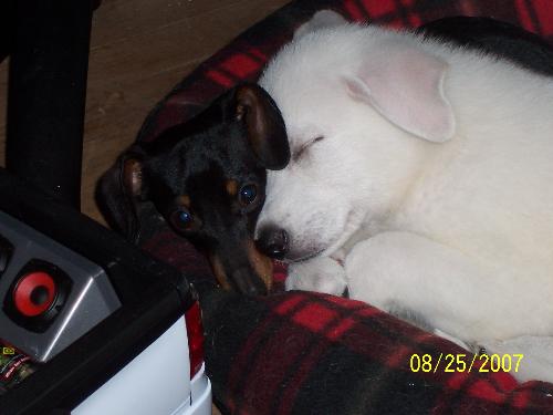 My doxie and GSD true love - Let me tell you bout my best friend.........