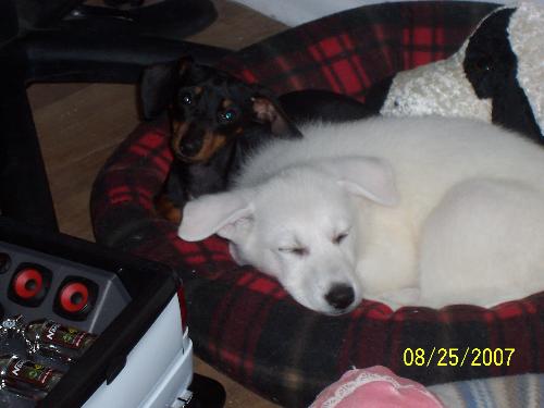 I know sickening isnt it  - yet another pic of you guessed it my pets