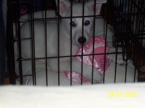 My Boo  - Here is boo during her kennel training ...She loves it in there...that is her space...