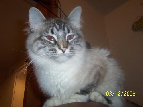 Chloe Bear - Yes U know I look good...lol