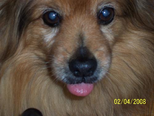 My Norman  - This is my best pal Normy he went to heaven but doesn't mean he is still not in my heart..