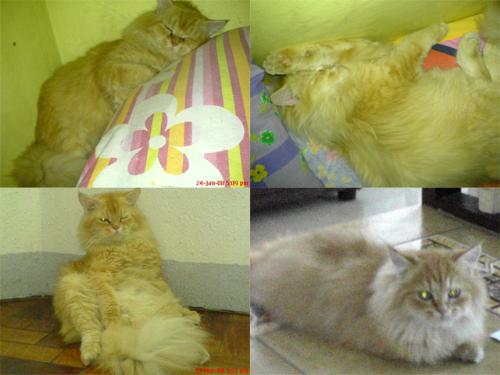 Garfield - favorite hobby of Garfield...'sleeping'