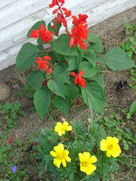 flowers beside garage - the dogs tramp through here