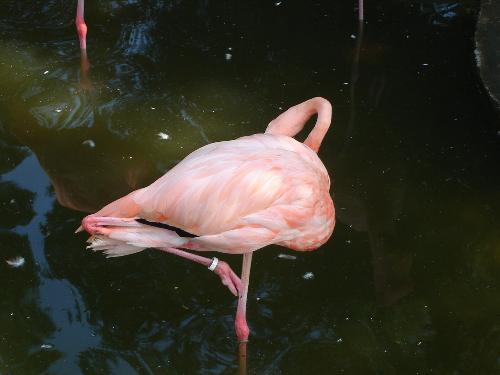 Germany Park - This is a picture of a flamingo that was at one of the parks in Germany that we visited last year.