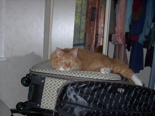 Did You Forget Something?? - My SO's Cat,Declan,Making sure the bags are packed!