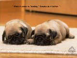 pug - love pets