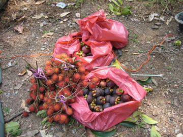 our spoils - fruits that we plucked from the trees